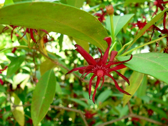 {Illicium floridanum}